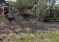 Timiș: ISU anunță 3 incendii de vegetație uscată/Video
