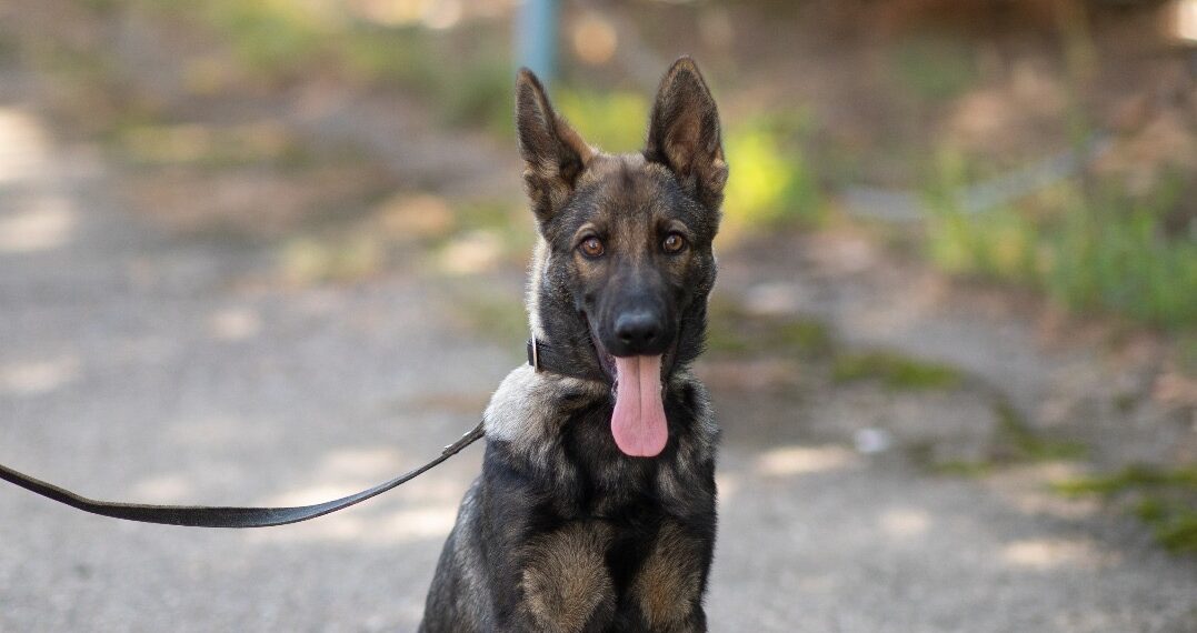 Inspectoratul de Jandarmi anunță cooptarea unui nou membru în echipa canină