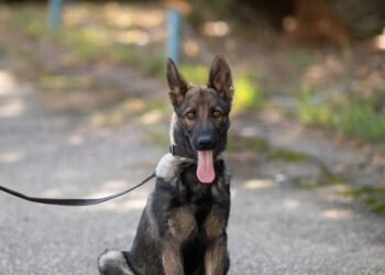 Inspectoratul de Jandarmi anunță cooptarea unui nou membru în echipa canină