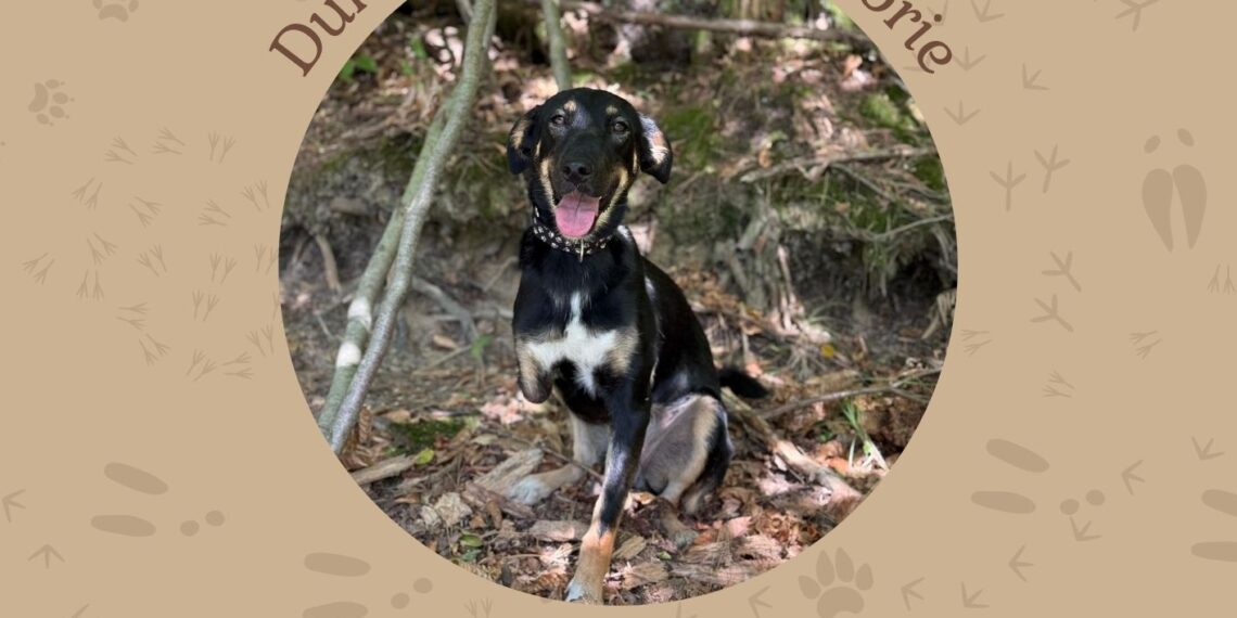 Târg de adopții pentru câini și pisici la Timișoara