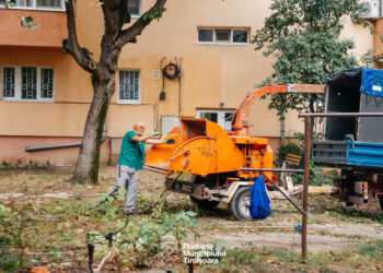 Timișoara: continuă lucrările de întreținere a spațiilor verzi dintre blocuri