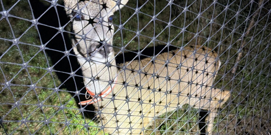 Animale sălbatice descoperite în urma unor percheziții care vizează infracțiunea de braconaj