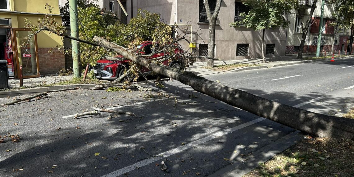 Un copac prăbușit a distrus o mașină la Timișoara/Video