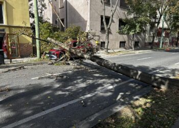 Un copac prăbușit a distrus o mașină la Timișoara/Video