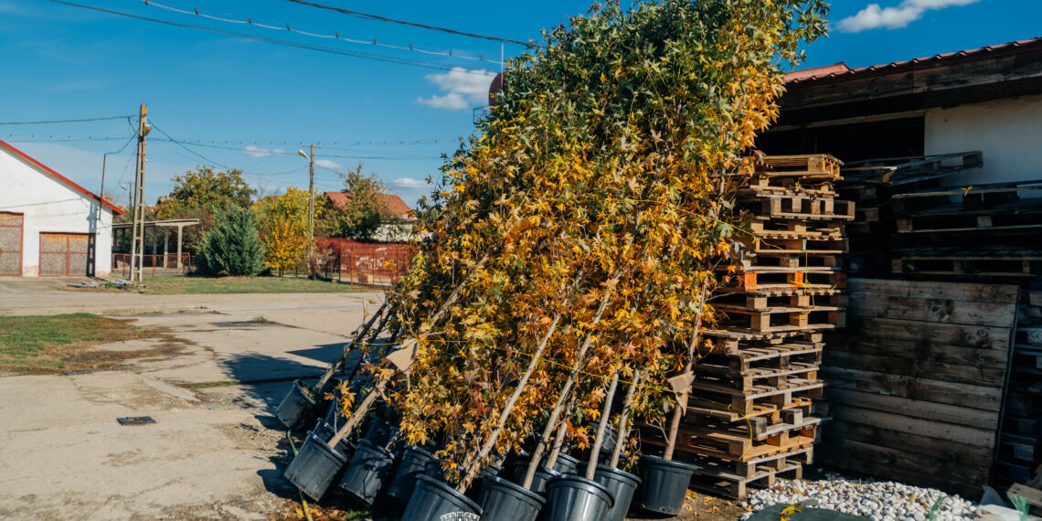 Timișoara: Cartierele și bulevardele vor fi cu 2.500 de arbori mai verzi. Primăria a dat startul la campania de plantări/Foto