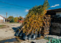 Timișoara: Cartierele și bulevardele vor fi cu 2.500 de arbori mai verzi. Primăria a dat startul la campania de plantări/Foto