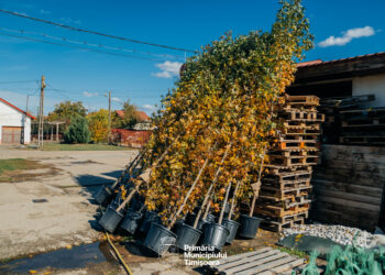Timișoara: Cartierele și bulevardele vor fi cu 2.500 de arbori mai verzi. Primăria a dat startul la campania de plantări/Foto