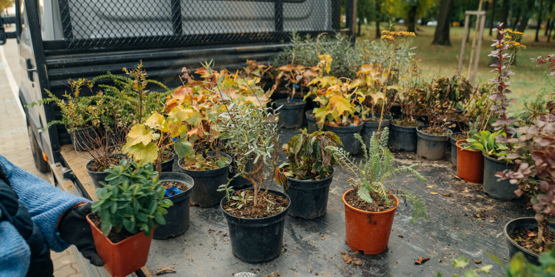 Timișoara: Primăria amenajează zonele verzi de pe Bulevardul Liviu Rebreanu/Foto