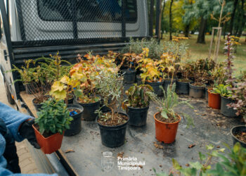 Timișoara: Primăria amenajează zonele verzi de pe Bulevardul Liviu Rebreanu/Foto