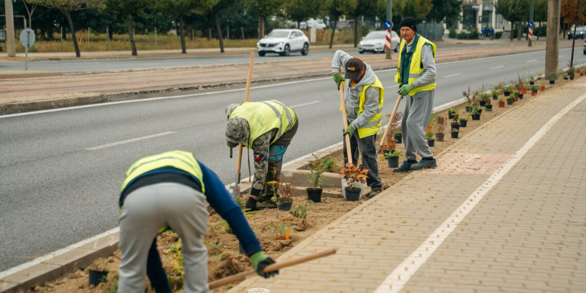 Timișoara: Primăria amenajează zonele verzi de pe Bulevardul Liviu Rebreanu/Foto