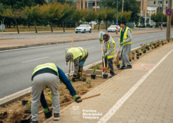 Timișoara: Primăria amenajează zonele verzi de pe Bulevardul Liviu Rebreanu/Foto