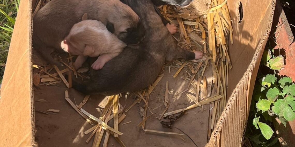 Amendă de 12 mii lei pentru un bărbat care a abandonat o cățea și puii acesteia