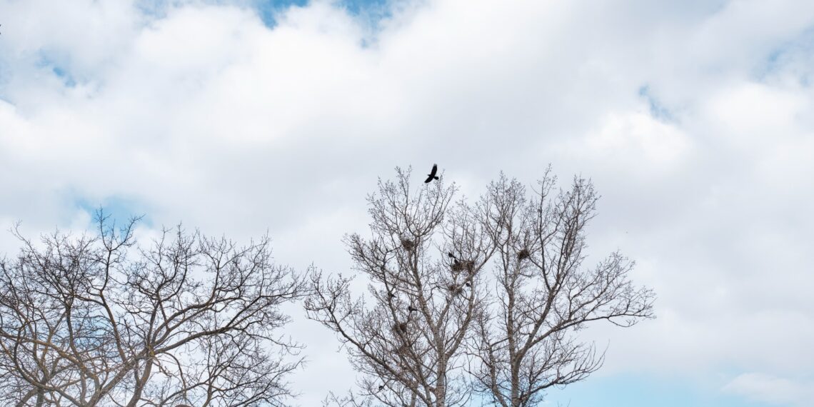 Lugojul implementează o soluție modernă pentru reducerea ciorilor în parcuri