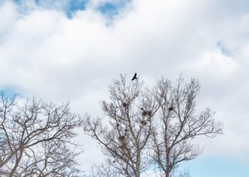 Lugojul implementează o soluție modernă pentru reducerea ciorilor în parcuri