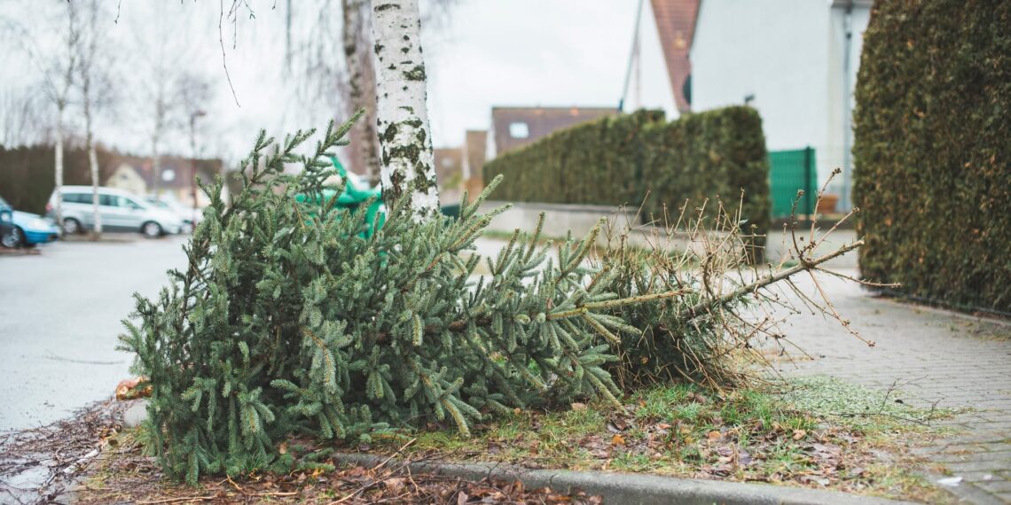 Anunț important privind colectarea brazilor de Crăciun din Lugoj