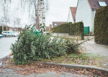 Anunț important privind colectarea brazilor de Crăciun din Lugoj