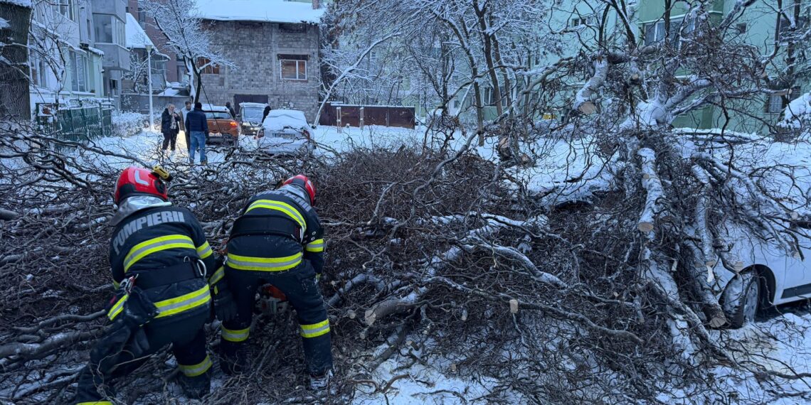 Copac căzut în Timișoara. Patru mașini avariate/Video