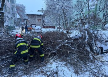Copac căzut în Timișoara. Patru mașini avariate/Video