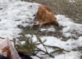 Tragedia care zguduie comuna Cenei: comunitatea în doliu după un eveniment cutremurător/Video