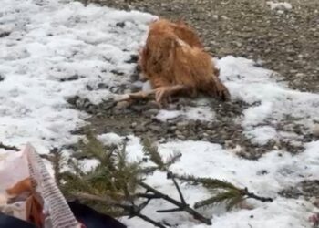 Tragedia care zguduie comuna Cenei: comunitatea în doliu după un eveniment cutremurător/Video