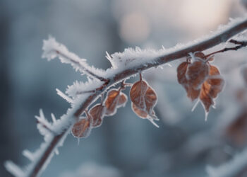 Cod galben de ger în județul Timiș: autoritățile recomandă limitarea deplasărilor