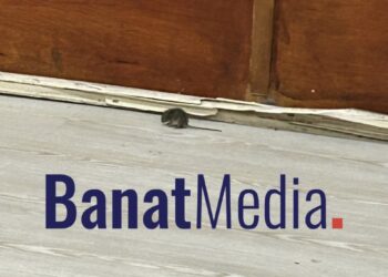 Vizitator-surpriză la ore: un șoarece, fotografiat într-o școală din Timișoara