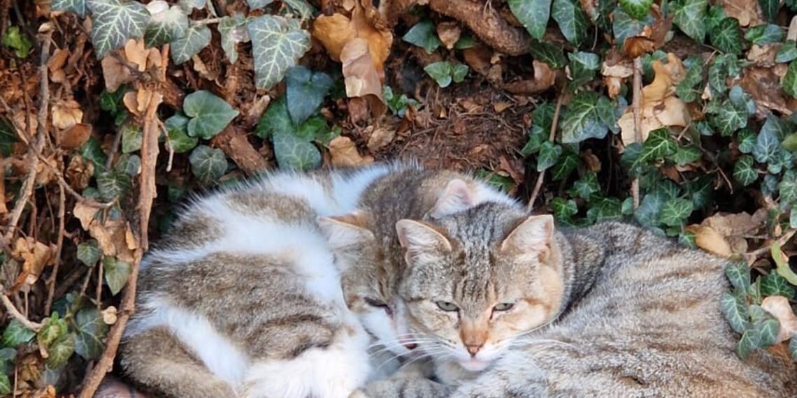 Primăria Timișoara lansează în premieră programul „Căsuțe pentru pisici” în cartiere