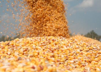 Atenționare IPJ Caraș-Severin: înșelăciuni la vânzarea cerealelor, cantități mult mai mici decât cele plătite