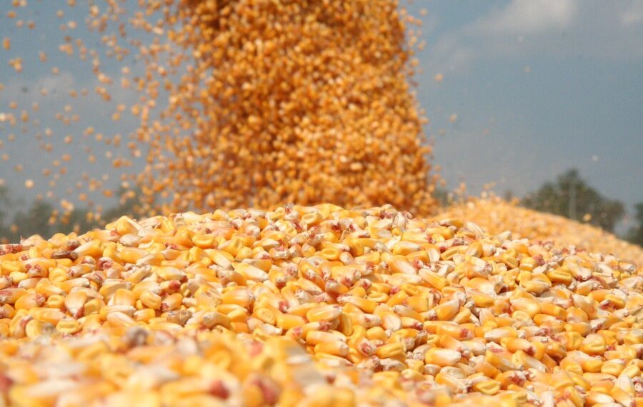 Atenționare IPJ Caraș-Severin: înșelăciuni la vânzarea cerealelor, cantități mult mai mici decât cele plătite