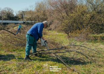 Teren din Dâmbovița de aproape 2 hectare, ecologizat de Primăria Timișoara/Foto