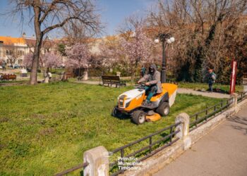 Primăria Timișoara propune atribuirea întreținerii spațiilor verzi centrale și a arborilor de pe aliniamente către Horticultura