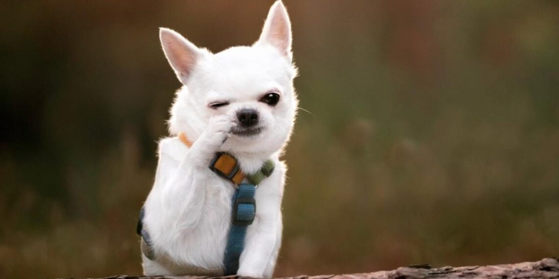 Parteneriat strategic pentru încurajarea adopțiilor de câini fără stăpân între Primăria Timișoara, Danyflor și Asociația Pawsitive Change Romania