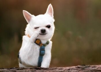 Parteneriat strategic pentru încurajarea adopțiilor de câini fără stăpân între Primăria Timișoara, Danyflor și Asociația Pawsitive Change Romania