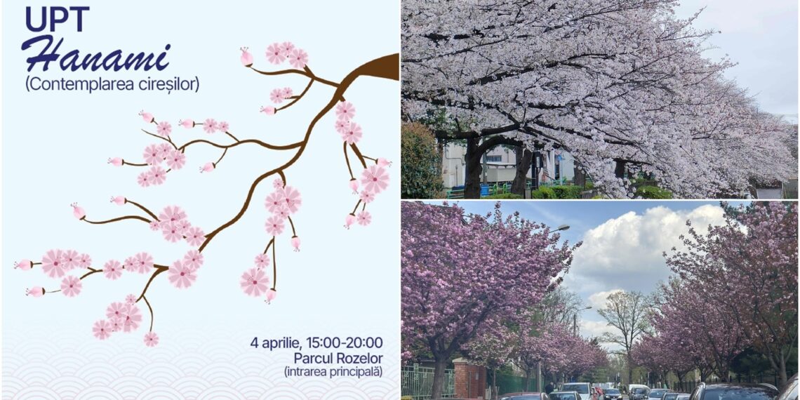 Hanami la Timișoara: Centrul Jutsu de la UPT aduce spiritul Japoniei în inima orașului florilor