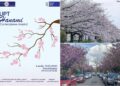 Hanami la Timișoara: Centrul Jutsu de la UPT aduce spiritul Japoniei în inima orașului florilor