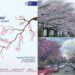 Hanami la Timișoara: Centrul Jutsu de la UPT aduce spiritul Japoniei în inima orașului florilor