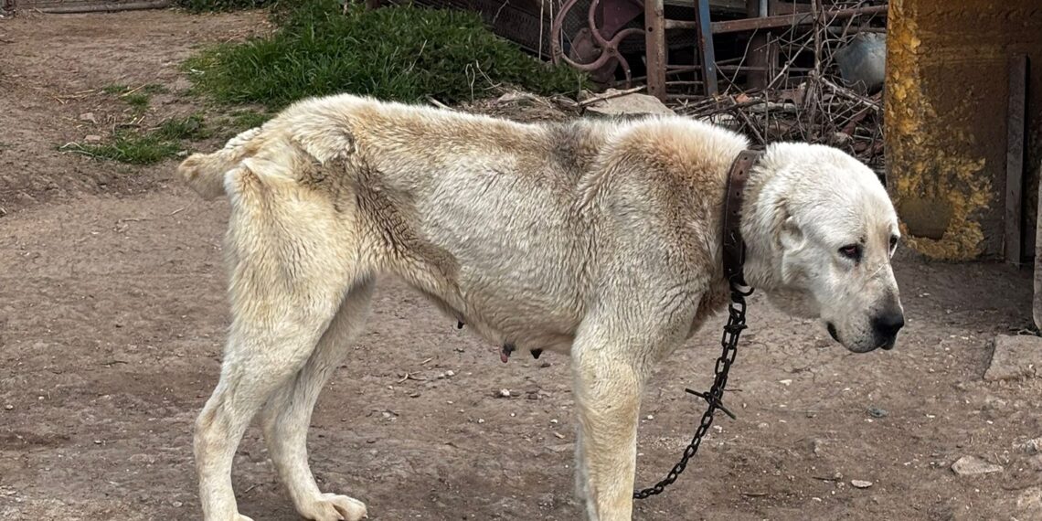 Razie de amploare în zona Deta–Gătaia–Ciacova: zeci de sancțiuni, permise reținute și infracțiuni constatate