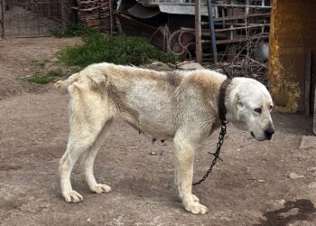 Razie de amploare în zona Deta–Gătaia–Ciacova: zeci de sancțiuni, permise reținute și infracțiuni constatate