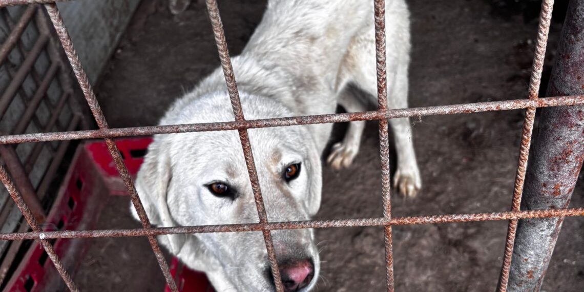 Razie de amploare în zona Deta–Gătaia–Ciacova: zeci de sancțiuni, permise reținute și infracțiuni constatate