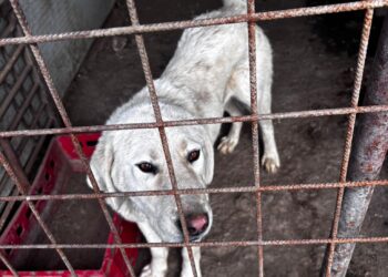 Razie de amploare în zona Deta–Gătaia–Ciacova: zeci de sancțiuni, permise reținute și infracțiuni constatate