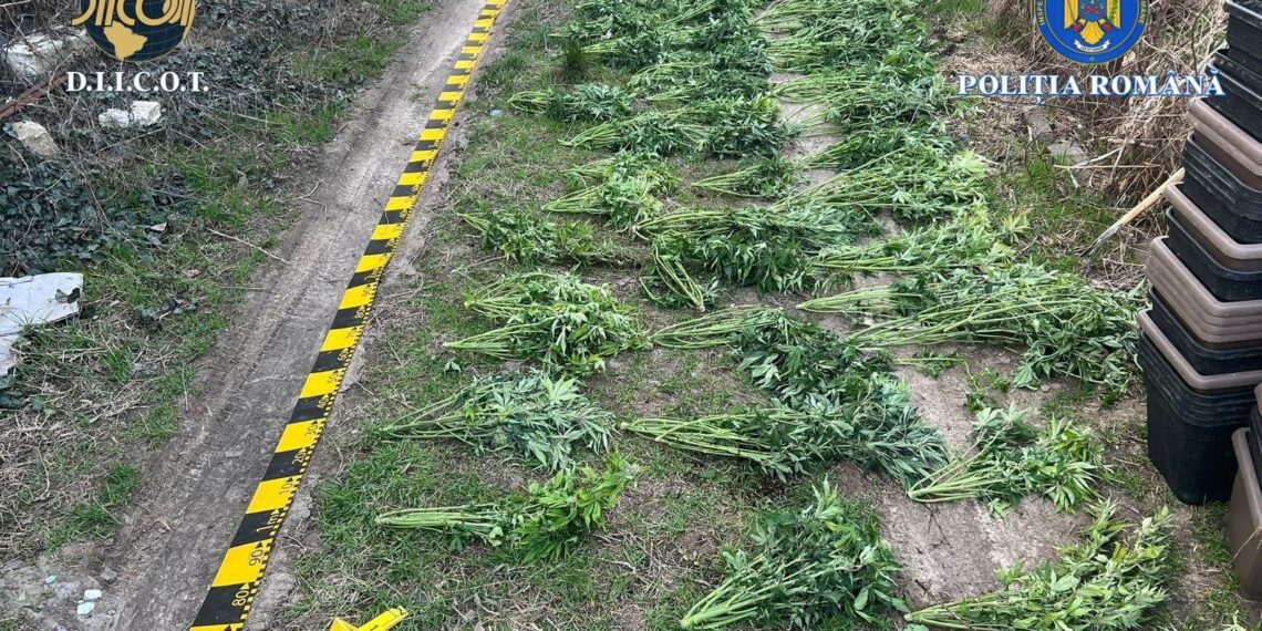 Cultură ilegală de canabis descoperită în Arad: șase persoane arestate sau plasate în arest la domiciliu