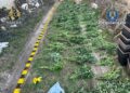 Cultură ilegală de canabis descoperită în Arad: șase persoane arestate sau plasate în arest la domiciliu