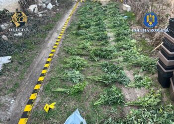Cultură ilegală de canabis descoperită în Arad: șase persoane arestate sau plasate în arest la domiciliu