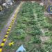 Cultură ilegală de canabis descoperită în Arad: șase persoane arestate sau plasate în arest la domiciliu