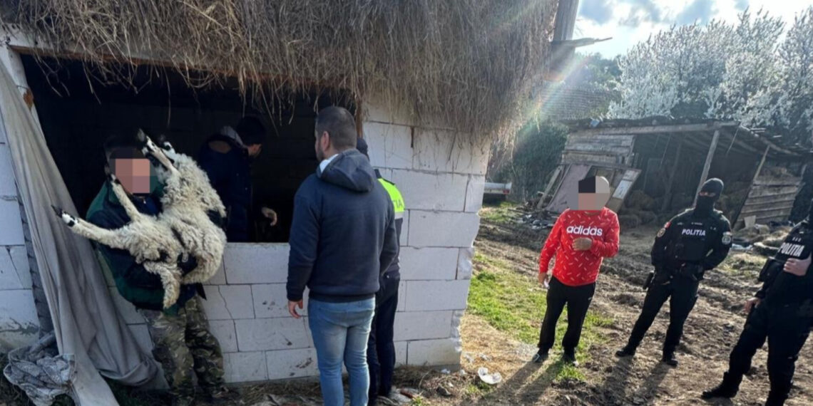 Trei tineri bănuiți de furt calificat și un bărbat bănuit de tăinuire, identificați de polițiști