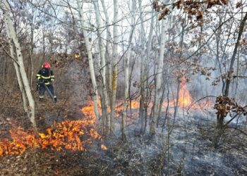 Incendiile de vegetație fac ravagii în Timiș: peste 100 de hectare arse în doar câteva săptămâni/Video