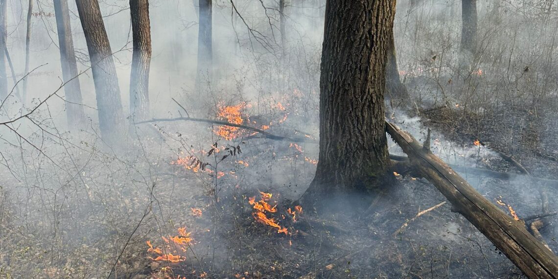 Incendiu devastator în Coșteiu de Sus: zeci de hectare de pădure și pășune, cuprinse de flăcări/Video