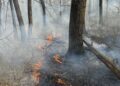 Incendiu devastator în Coșteiu de Sus: zeci de hectare de pădure și pășune, cuprinse de flăcări/Video