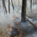 Incendiu devastator în Coșteiu de Sus: zeci de hectare de pădure și pășune, cuprinse de flăcări/Video