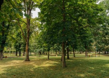 Primăria Timișoara amenajează trei parcuri noi – contractul de proiectare a fost semnat